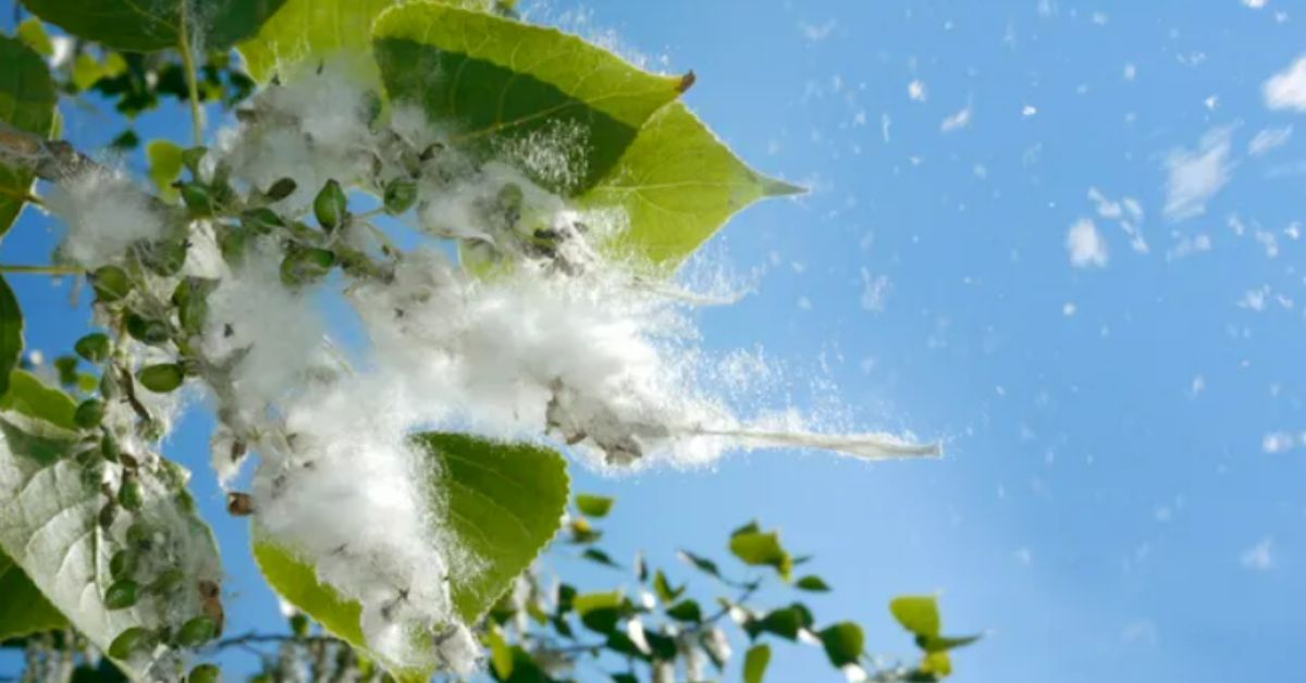 CompressAir | Close-up of a tree with green leaves releasing fluffy white seeds, set against a clear blue sky.